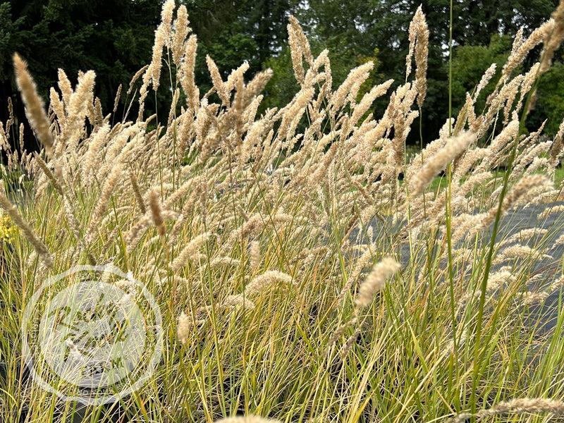 Silky-Spike Melic grass - Melica ciliata plant from Rocky Knoll Farm