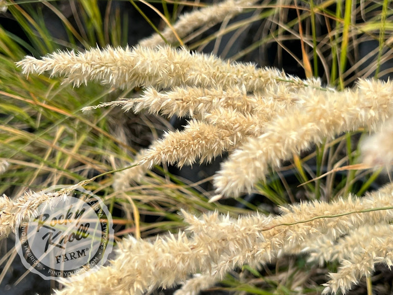 Silky-Spike Melic grass - Melica ciliata plant from Rocky Knoll Farm