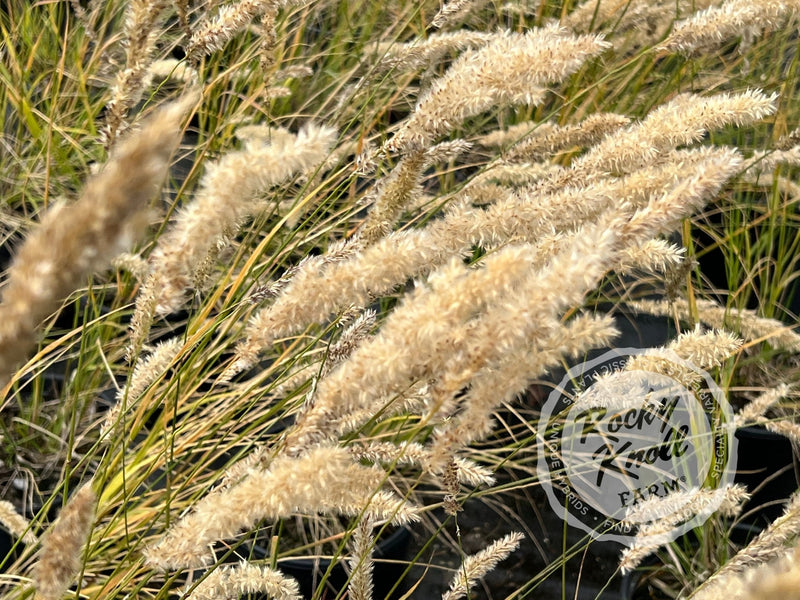 Silky-Spike Melic grass - Melica ciliata plant from Rocky Knoll Farm