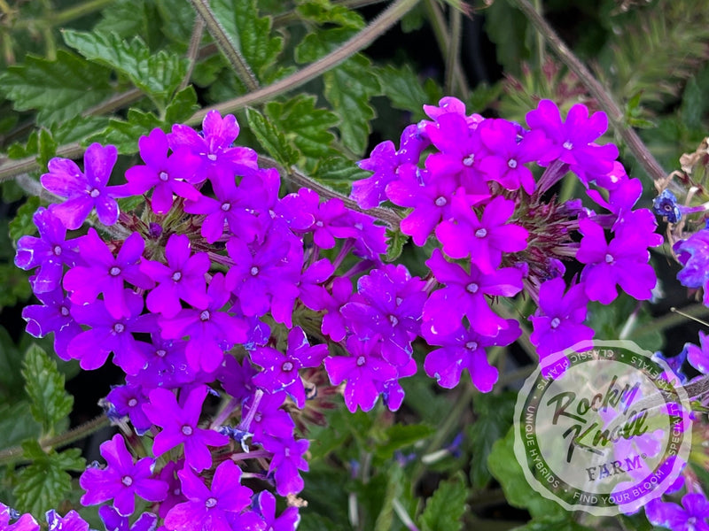 Verbena Homestead Purple plant from Rocky Knoll Farm