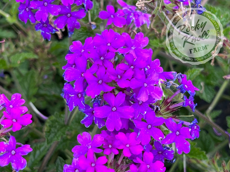Verbena Homestead Purple plant from Rocky Knoll Farm