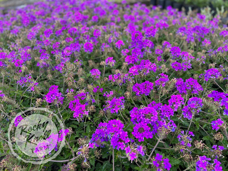 Verbena Homestead Purple plant from Rocky Knoll Farm