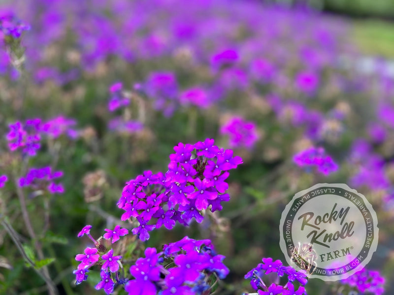 Verbena Homestead Purple plant from Rocky Knoll Farm