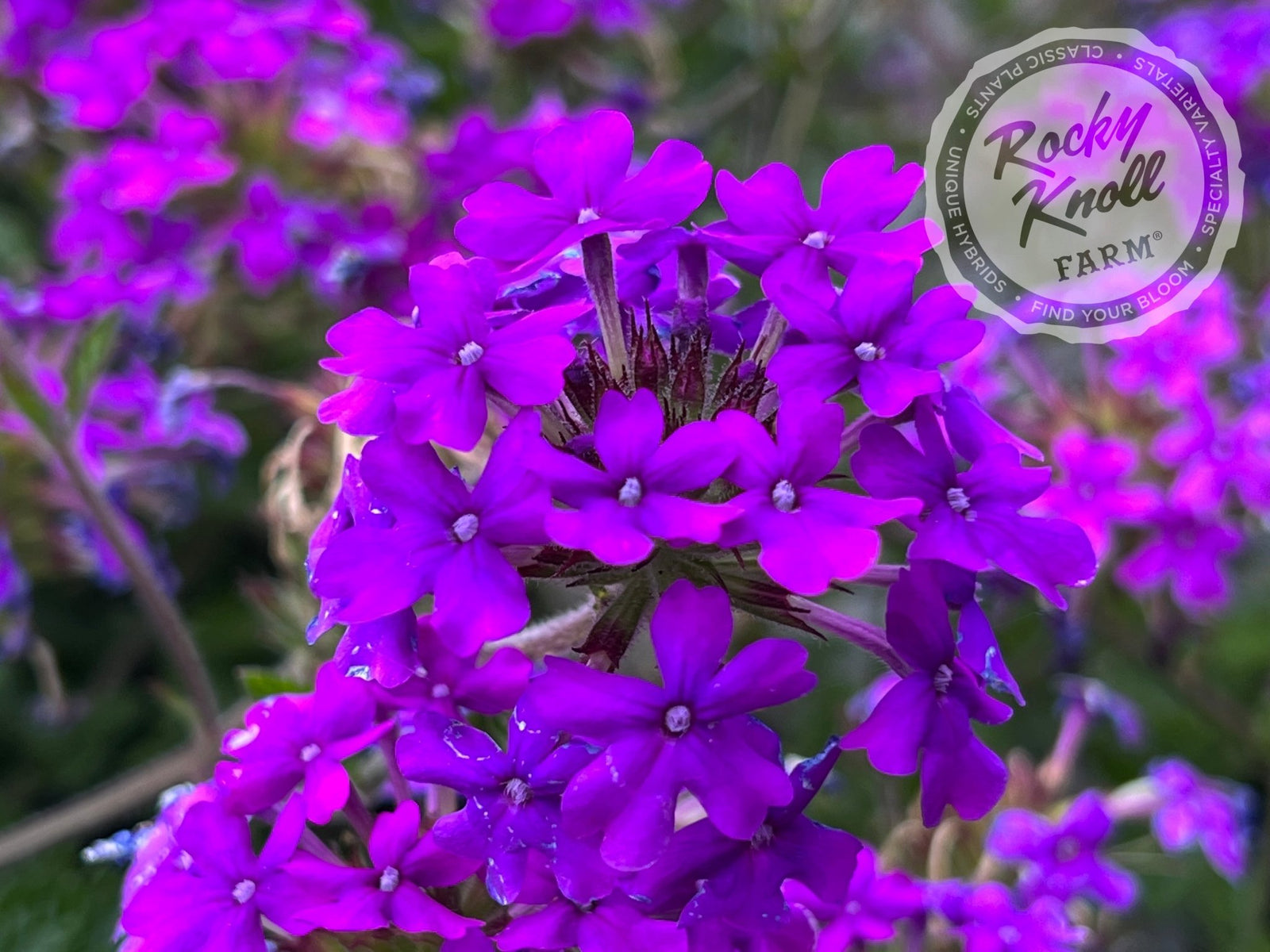 IMG_3572-410765_1600x.jpg?v=