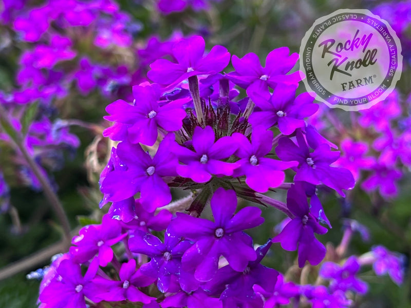Verbena Homestead Purple plant from Rocky Knoll Farm