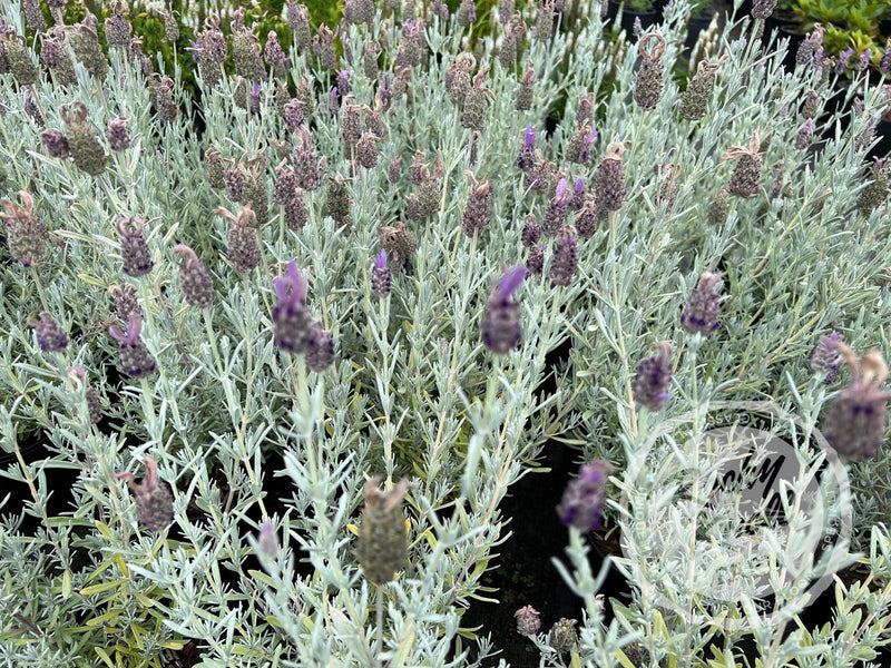Silver Anouk Spanish Lavender plant from Rocky Knoll Farm