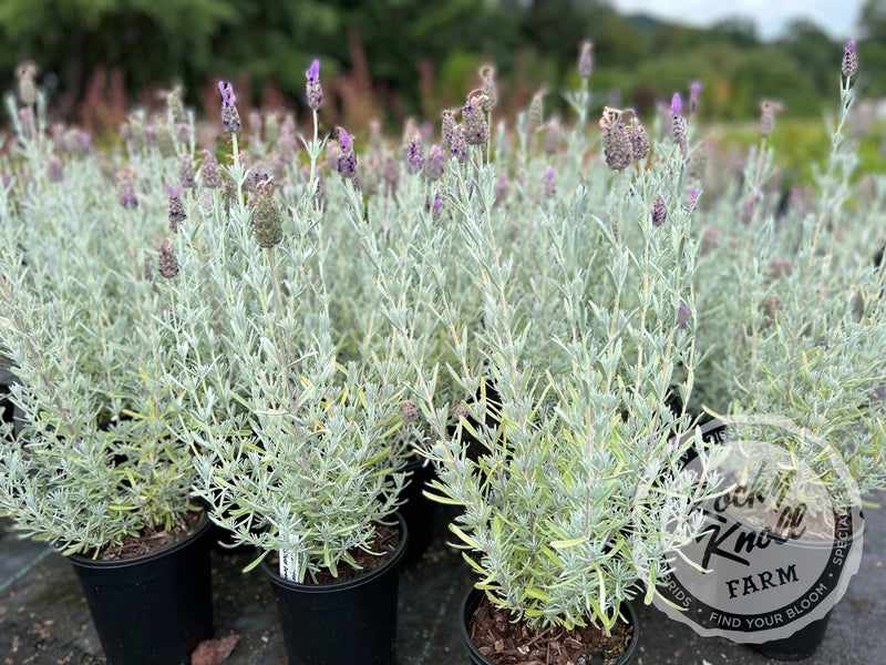 Silver Anouk Spanish Lavender plant from Rocky Knoll Farm