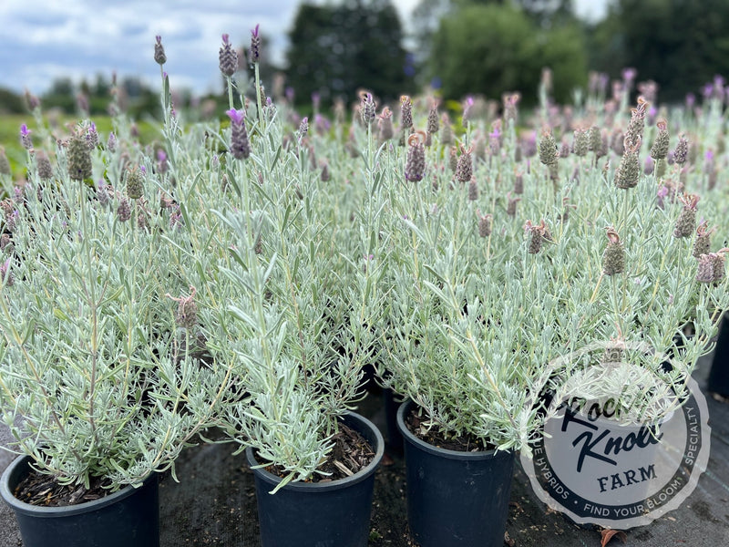 Silver Anouk Spanish Lavender plant from Rocky Knoll Farm
