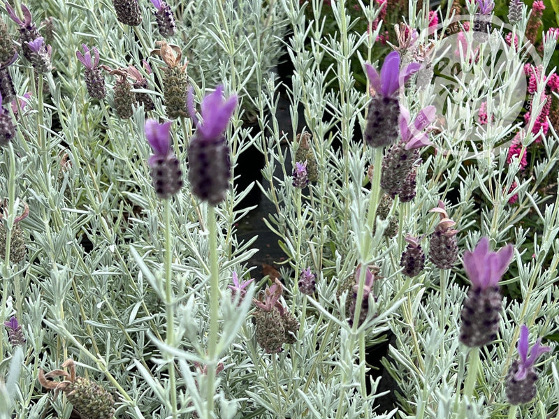 Silver Anouk Spanish Lavender plant from Rocky Knoll Farm