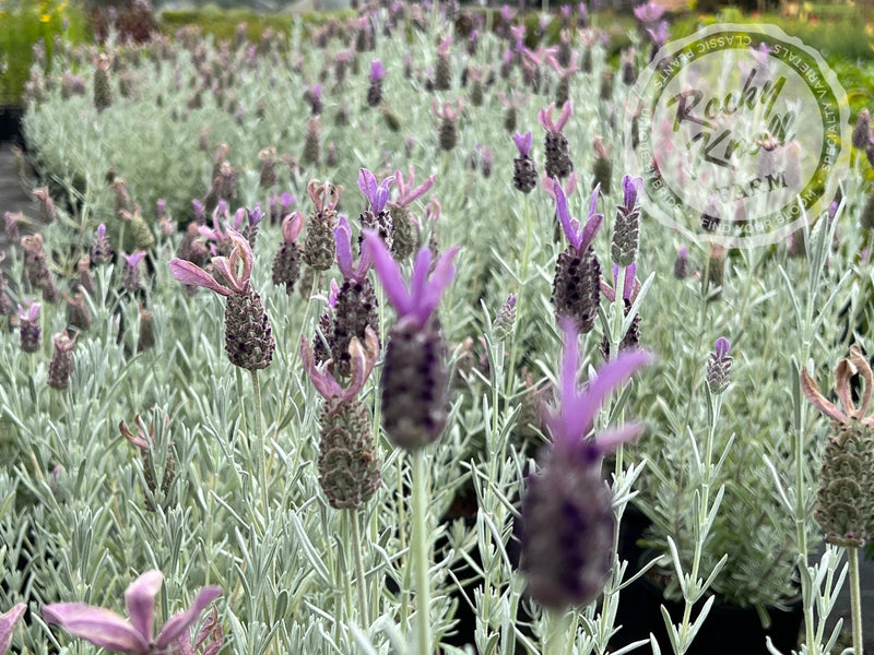 Silver Anouk Spanish Lavender plant from Rocky Knoll Farm