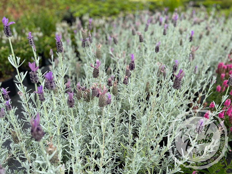 Silver Anouk Spanish Lavender plant from Rocky Knoll Farm
