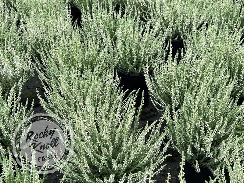 Calluna Silver Knight Heather plant from Rocky Knoll Farm