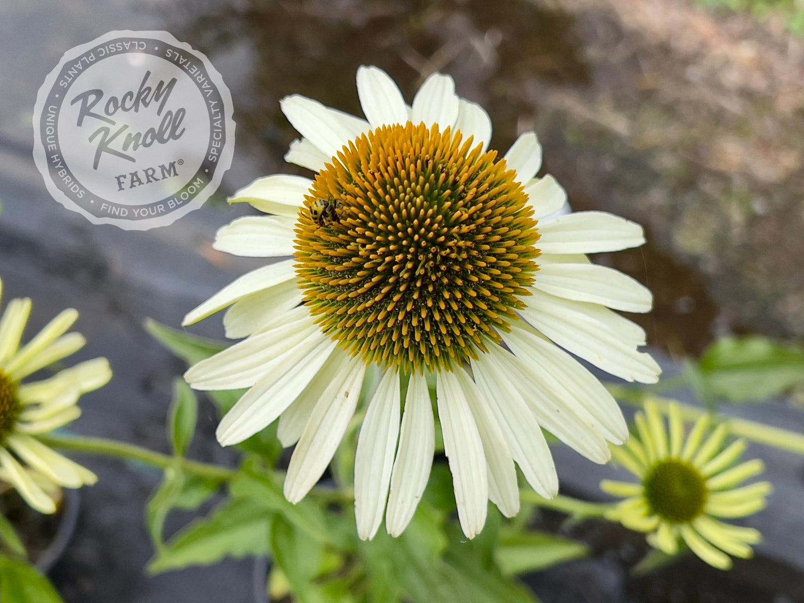 Echinacea White Swan (Coneflower) - Rocky Knoll Farm