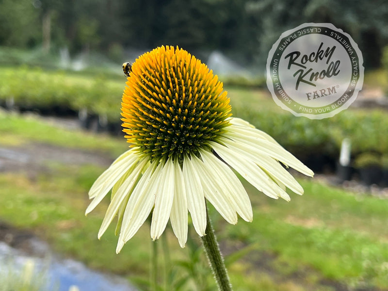 Echinacea White Swan (Coneflower) plant from Rocky Knoll Farm