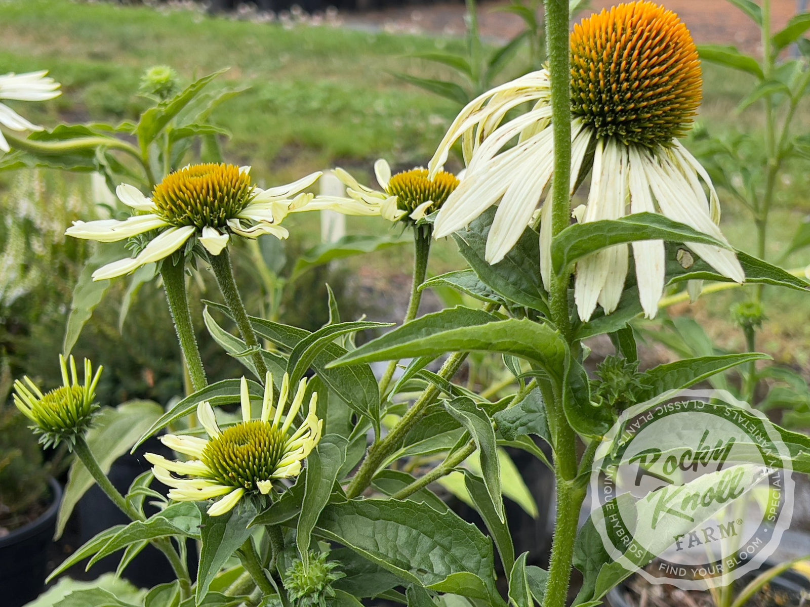 Echinacea White Swan (Coneflower)