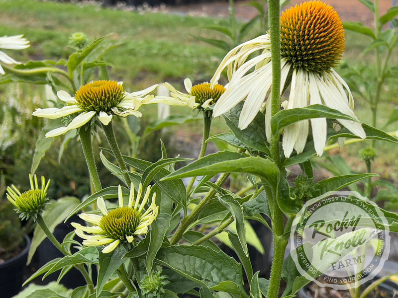 Echinacea White Swan (Coneflower) plant from Rocky Knoll Farm