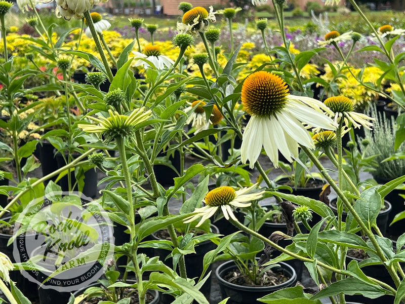 Echinacea White Swan (Coneflower) plant from Rocky Knoll Farm