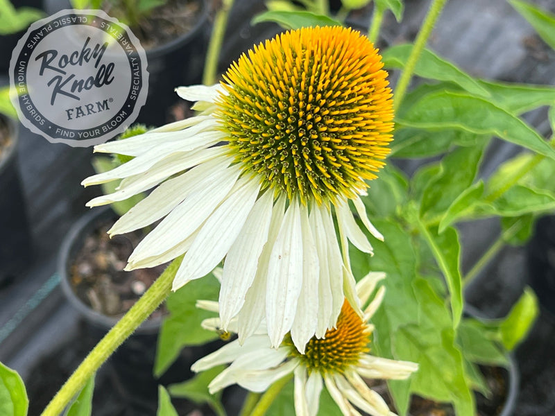 Echinacea White Swan (Coneflower) plant from Rocky Knoll Farm