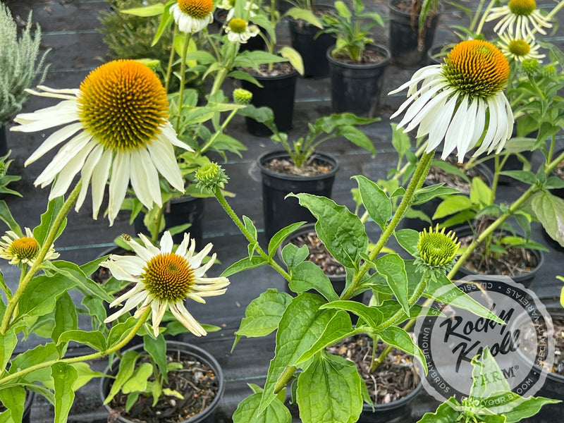 Echinacea White Swan (Coneflower) plant from Rocky Knoll Farm