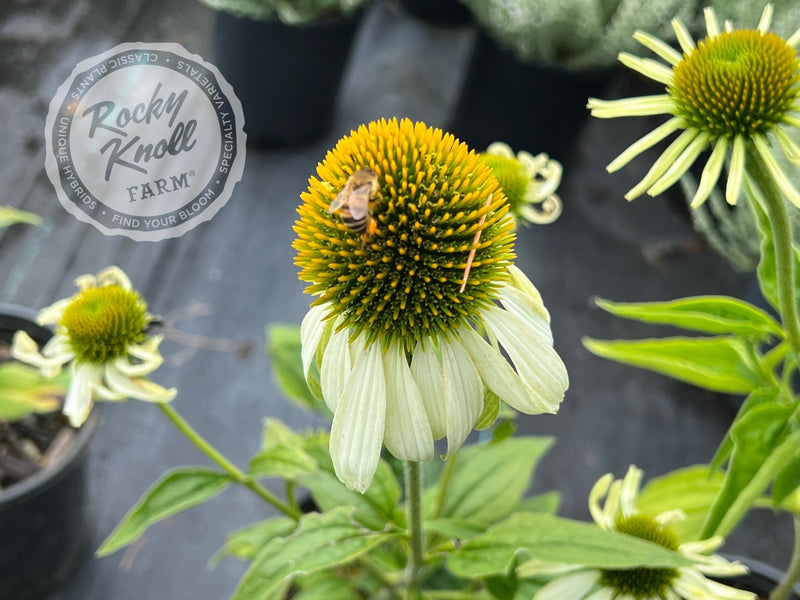 Echinacea White Swan (Coneflower) plant from Rocky Knoll Farm