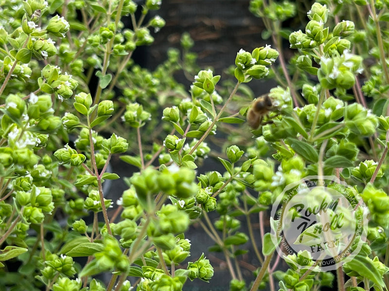 Italian Culinary Oregano (Origanum vulgare) plant from Rocky Knoll Farm