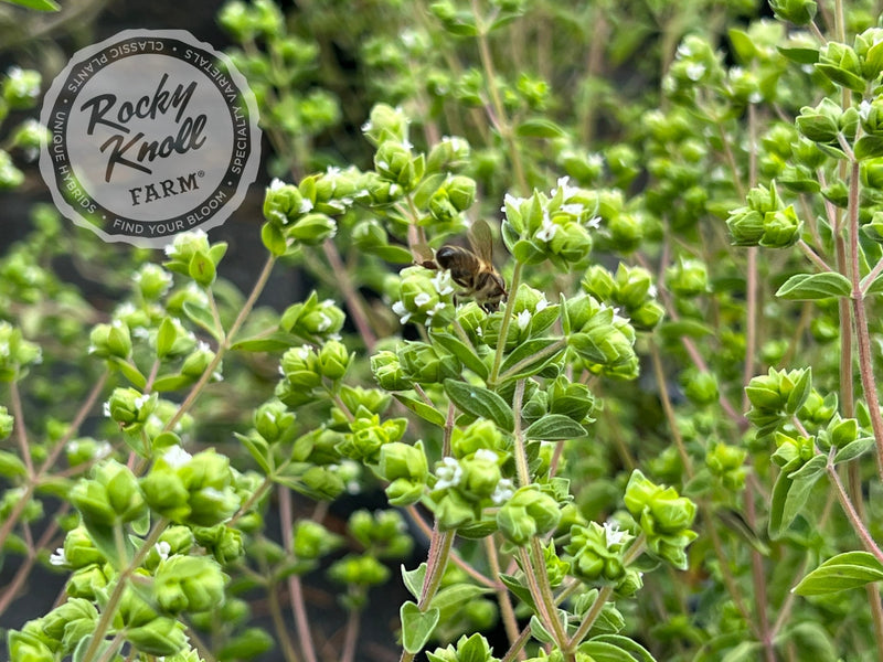 Italian Culinary Oregano (Origanum vulgare) plant from Rocky Knoll Farm