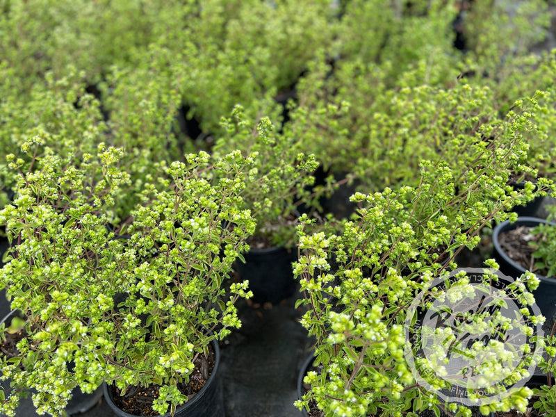 Italian Culinary Oregano (Origanum vulgare) plant from Rocky Knoll Farm