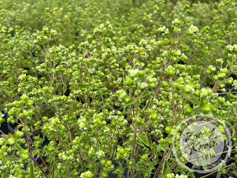 Italian Culinary Oregano (Origanum vulgare) plant from Rocky Knoll Farm