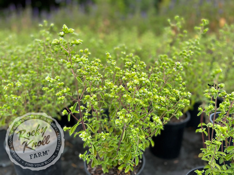 Italian Culinary Oregano (Origanum vulgare) plant from Rocky Knoll Farm