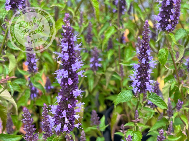 Agastache rugosa 'Little Adder' Anise Hyssop plant from Rocky Knoll Farm