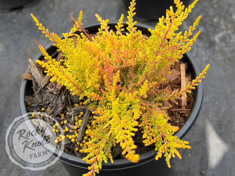 Calluna Wickwar Flame Heather plant from Rocky Knoll Farm
