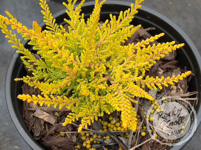 Calluna Wickwar Flame Heather plant from Rocky Knoll Farm