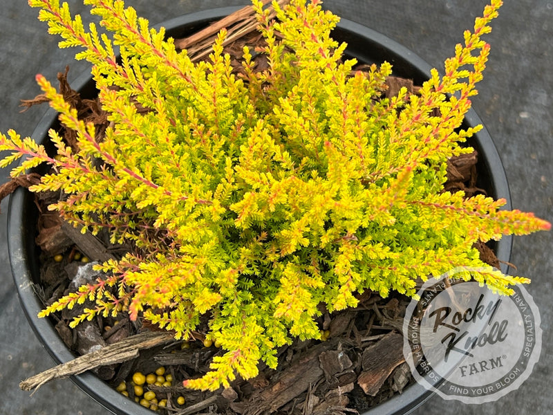 Calluna Wickwar Flame Heather plant from Rocky Knoll Farm