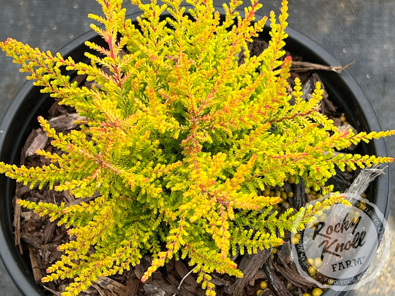 Calluna Wickwar Flame Heather plant from Rocky Knoll Farm