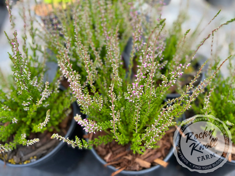 Calluna Dark Beauty Heather plant from Rocky Knoll Farm