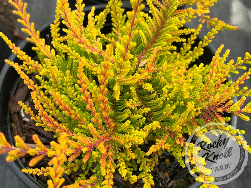 Calluna Dart's Flamboyant Heather plant from Rocky Knoll Farm