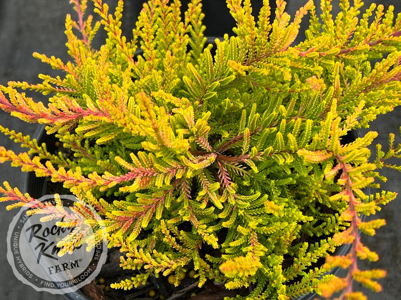 Calluna Dart's Flamboyant Heather plant from Rocky Knoll Farm