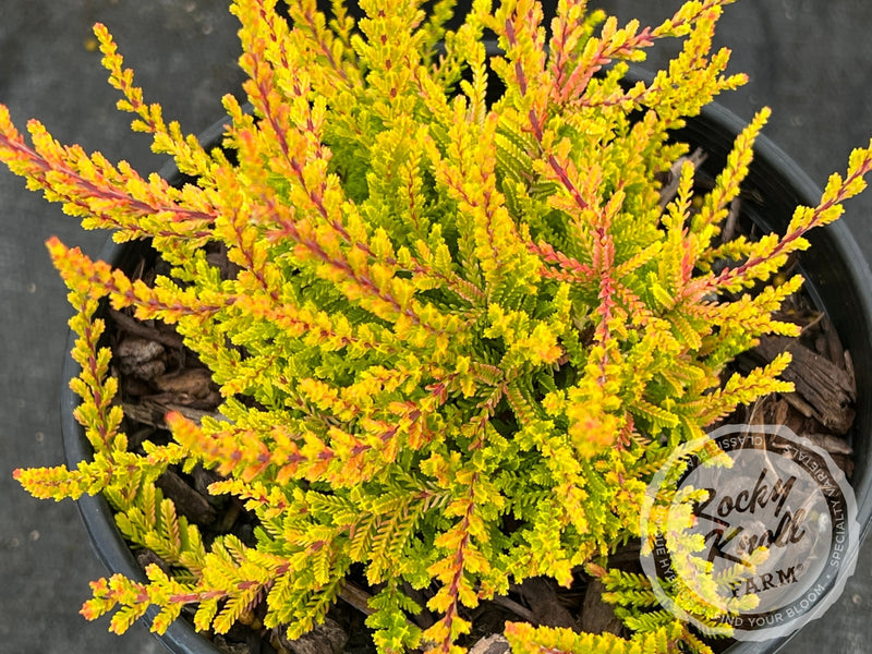 Calluna Dart's Flamboyant Heather plant from Rocky Knoll Farm