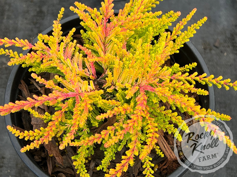 Calluna Dart's Flamboyant Heather plant from Rocky Knoll Farm