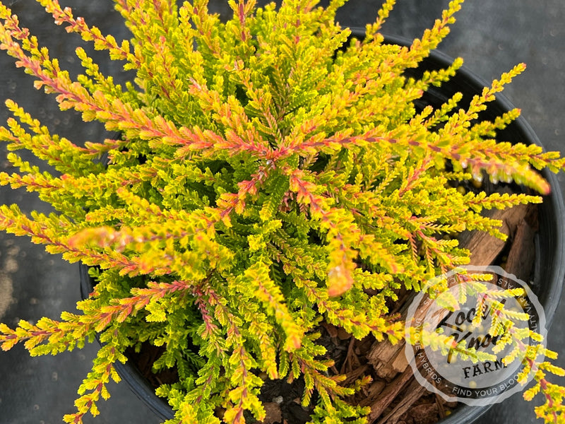 Calluna Dart's Flamboyant Heather plant from Rocky Knoll Farm