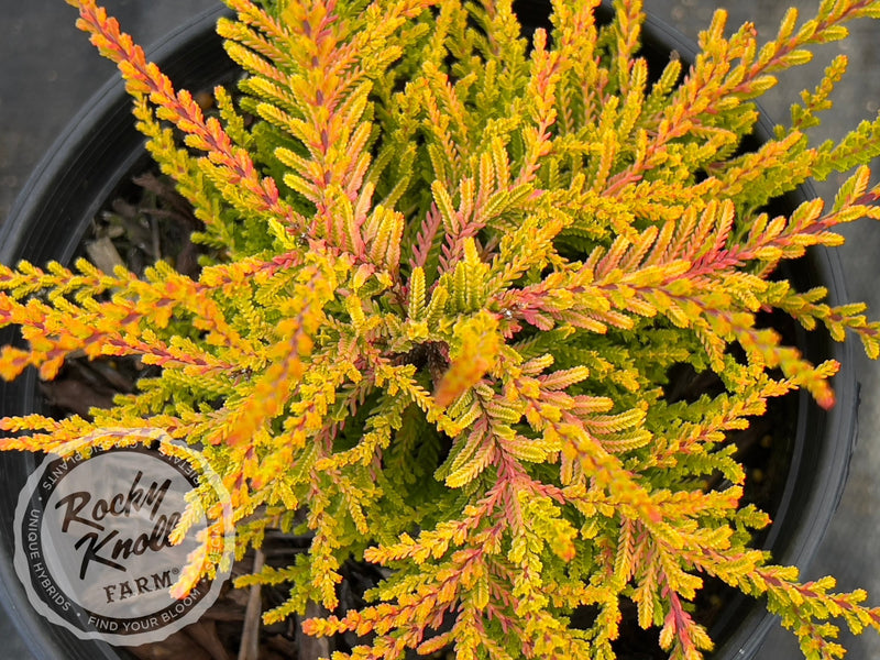 Calluna Dart's Flamboyant Heather plant from Rocky Knoll Farm
