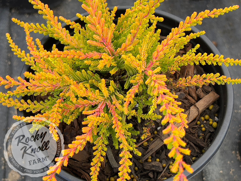 Calluna Dart's Flamboyant Heather plant from Rocky Knoll Farm