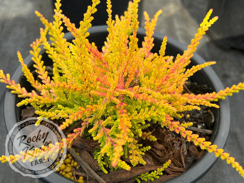 Calluna Blazeaway Heather plant from Rocky Knoll Farm
