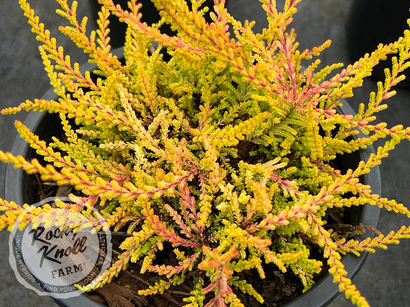 Calluna Blazeaway Heather plant from Rocky Knoll Farm