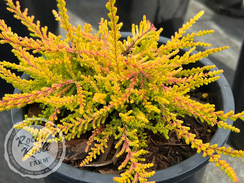 Calluna Blazeaway Heather plant from Rocky Knoll Farm