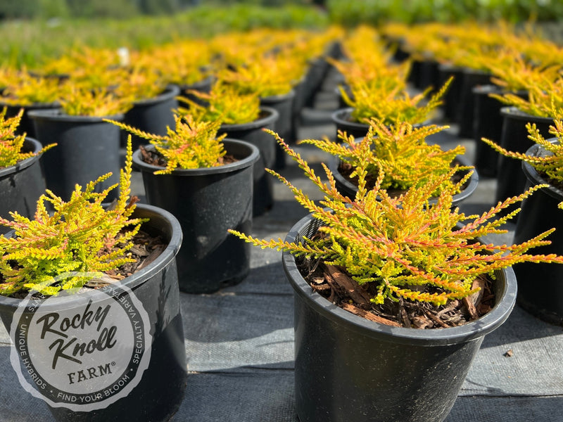Calluna Blazeaway Heather plant from Rocky Knoll Farm