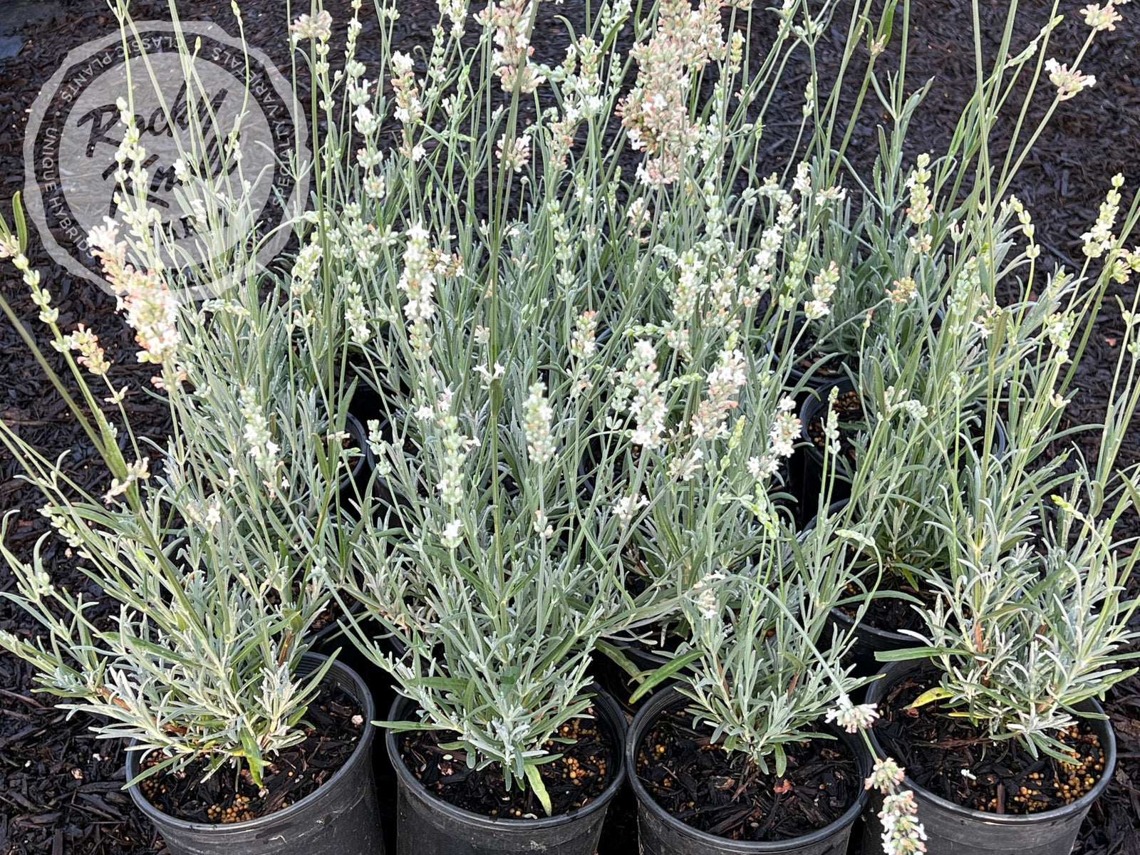 where to buy white lavender plants White Grosso Lavender 'Alba' (Lavendula x intermedia)