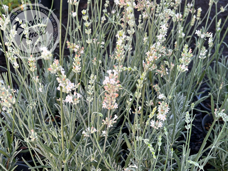 White Grosso Lavender ‘Alba’ (Lavendula x intermedia) plant from Rocky Knoll Farm