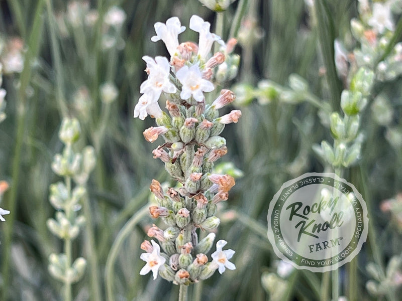 White Grosso Lavender ‘Alba’ (Lavendula x intermedia) plant from Rocky Knoll Farm