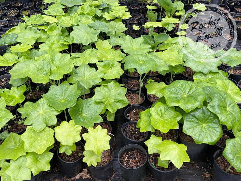Podophyllum pleianthum plant from Rocky Knoll Farm